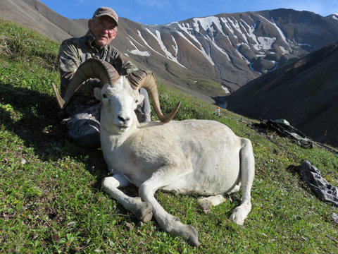 Alaska Range and Wrangell's Mountains Dall Sheep