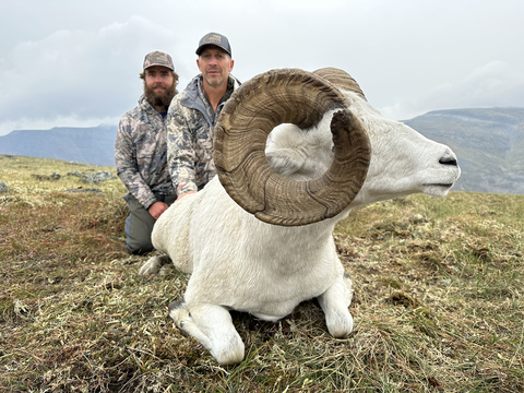 Top Quality Yukon Dall Sheep