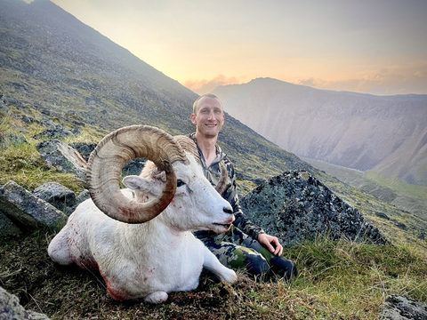 Top Quality Yukon Dall Sheep