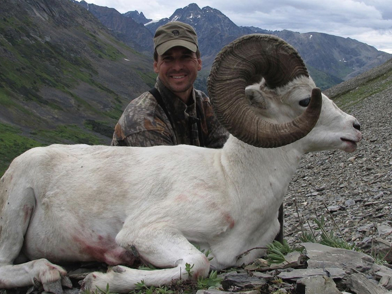 Top Quality Yukon Dall Sheep