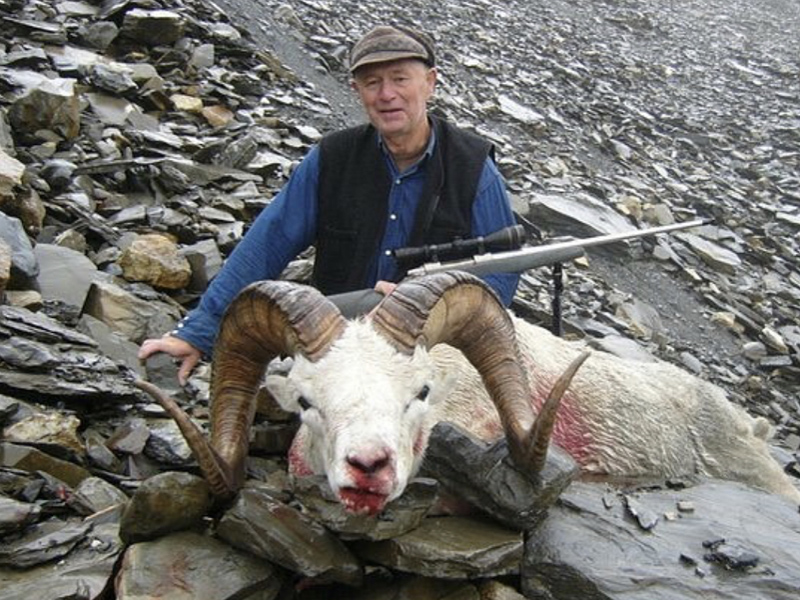 Top Quality Yukon Dall Sheep