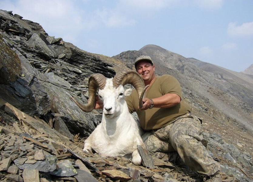 Top Quality Yukon Dall Sheep