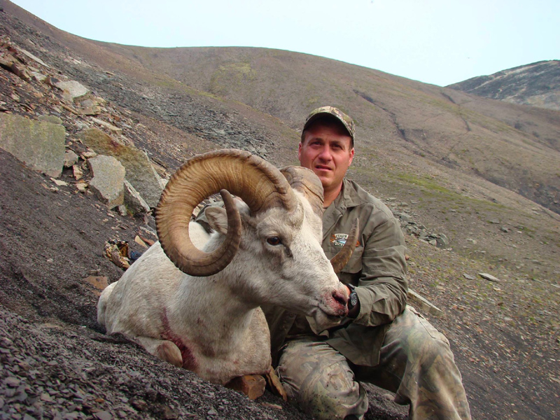 Top Quality Yukon Dall Sheep