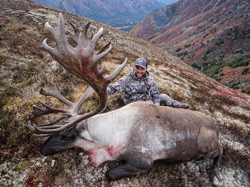 Yukon Mountain Caribou At Its Best