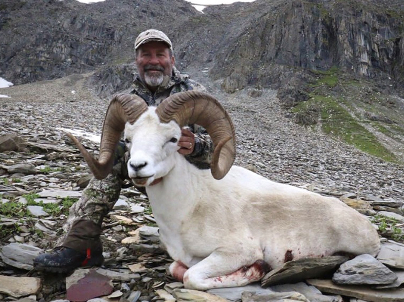 Top Quality Yukon Dall Sheep