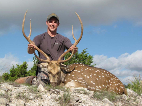 Massive Texas Whitetail (Estate)