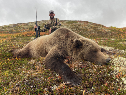 Interior Grizzly or Coastal Brown Bear