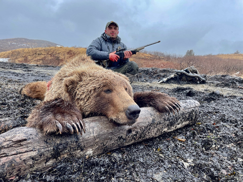 Interior Grizzly or Coastal Brown Bear