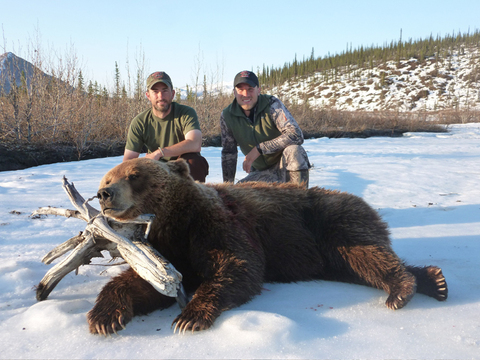 Interior Grizzly or Coastal Brown Bear