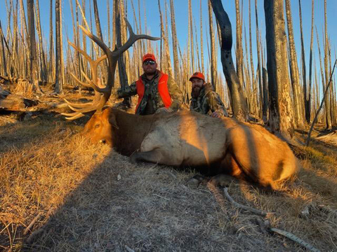 Colorado Unit 76 Elk Hunts