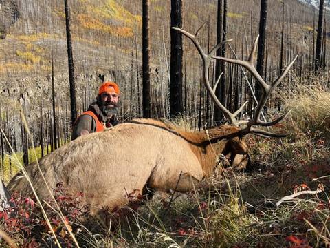 Colorado Unit 76 Elk Hunts