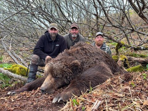 Kodiak Island Alaska Brown Bear