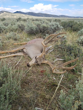 Utah Diamond Mountain Trophy Class Mule Deer