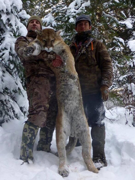 Colorado Trophy Class Cougar / Mountain Lion Hunt