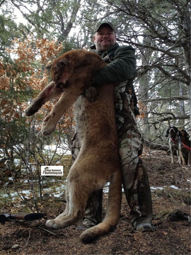 Colorado Trophy Class Cougar / Mountain Lion Hunt