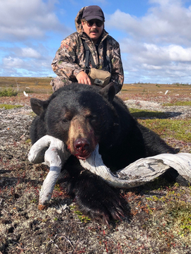 Newfoundland Giant Black Bear