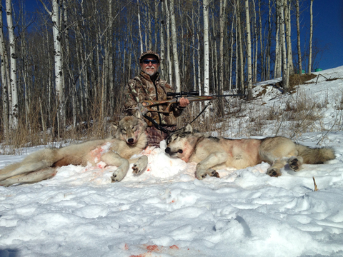 Wolf Hunting in Alberta