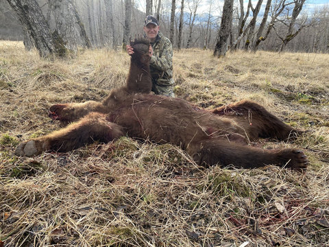 Kodiak Island Alaska Brown Bear