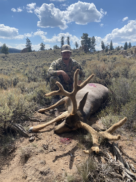 Colorado Gunnison Basin Trophy Mule Deer