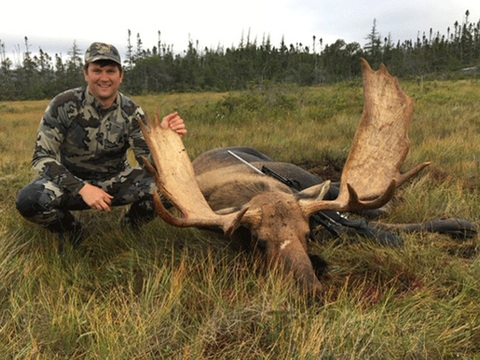 Newfoundland Canadian Moose