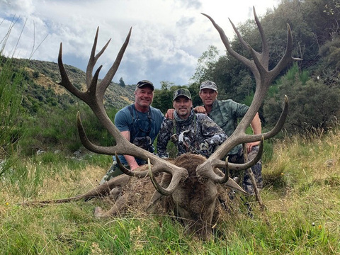 Trophy Quality Red Stag in New Zealand