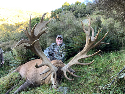 Trophy Quality Red Stag in New Zealand