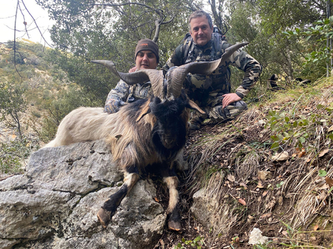 Spain Ibex