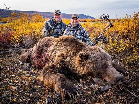 Alaska Giant Arctic Grizzly Bear