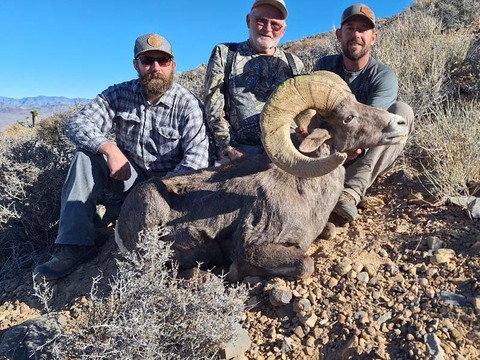 Nevada Desert Bighorn and California Bighorn