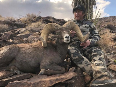 Nevada Desert Bighorn and California Bighorn