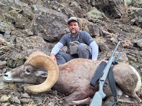 Nevada Desert Bighorn and California Bighorn