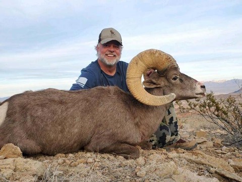 Nevada Desert Bighorn and California Bighorn