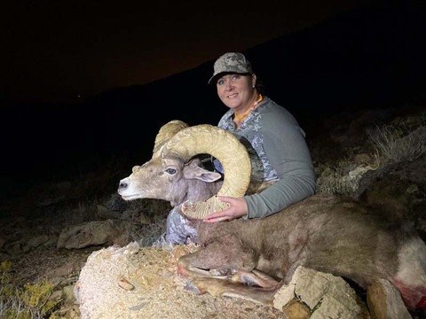 Nevada Desert Bighorn and California Bighorn