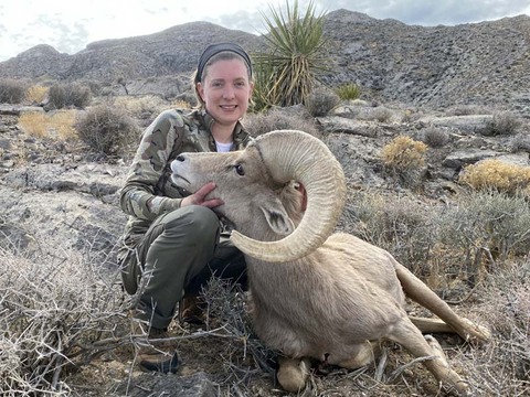 Nevada Desert Bighorn and California Bighorn