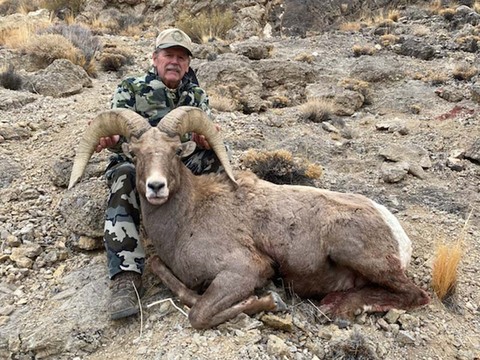 Nevada Desert Bighorn and California Bighorn