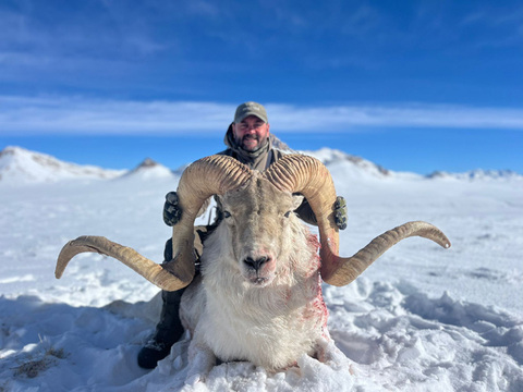 Tajikistan Marco Polo Sheep