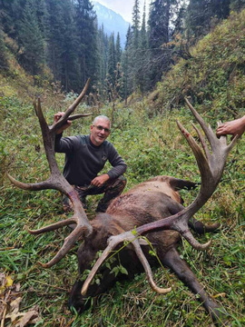 Asian Elk - Maral hunts in Kazakhstan