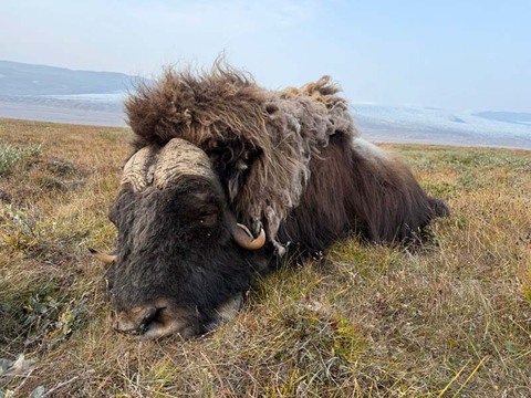 Premier Muskox Hunting in Greenland – An Arctic Adventure
