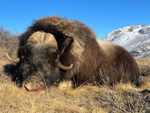 Premier Muskox Hunting in Greenland – An Arctic Adventure