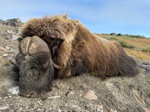 Premier Muskox Hunting in Greenland – An Arctic Adventure
