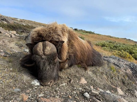 Premier Muskox Hunting in Greenland – An Arctic Adventure