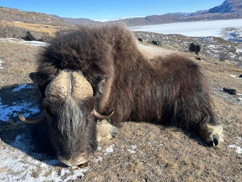 Premier Muskox Hunting in Greenland – An Arctic Adventure