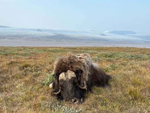 Premier Muskox Hunting in Greenland – An Arctic Adventure