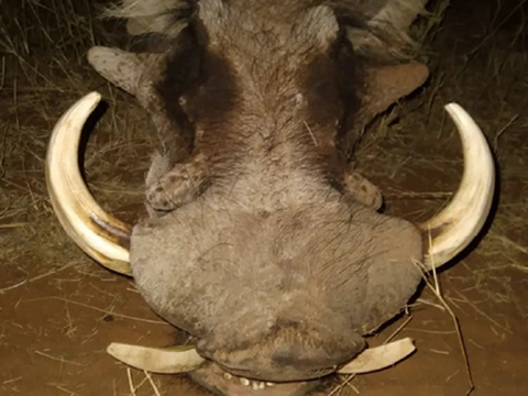 Namibia First Timer Safari Package