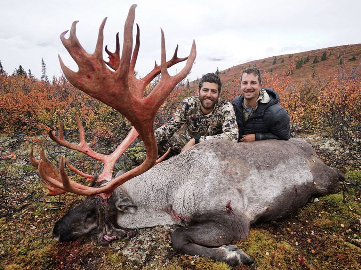 Mountain Caribou in Northern BC