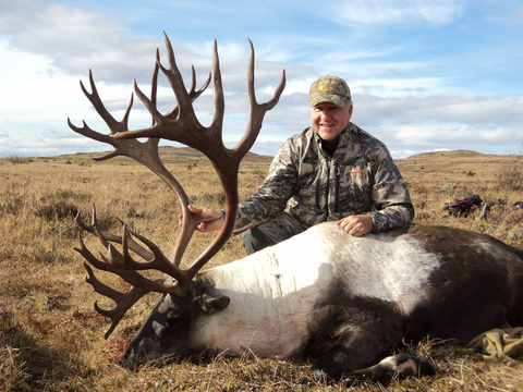 Mountain Caribou in Northern BC