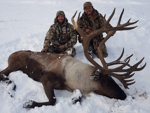 Mountain Caribou in Northern BC