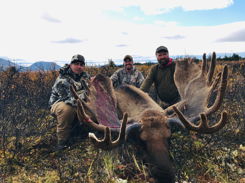 Northern BC Canadian Moose