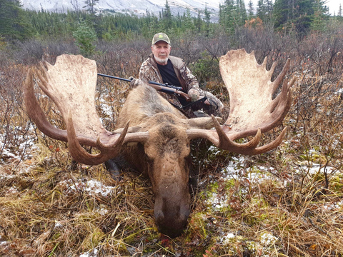 Northern BC Canadian Moose