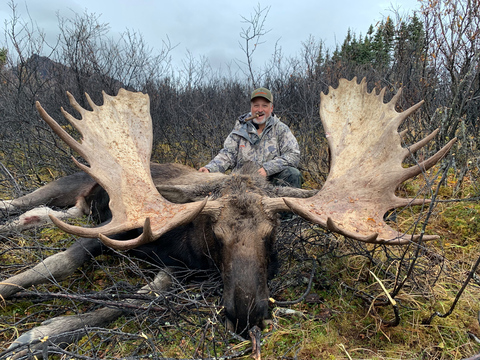 Northern BC Canadian Moose